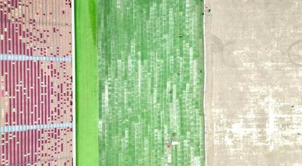 上游新闻：筹备国足18强赛，重庆龙兴足球场进行草坪移植工作相关图三