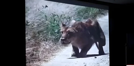 稀奇！青岛西海岸为何是黑马？主帅邵佳一竟给球员看动物世界相关图二