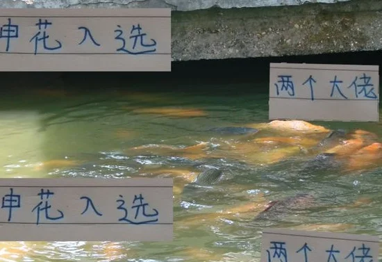 4月最佳阵容 申花入选2个球员 隔壁邻居一个都没有