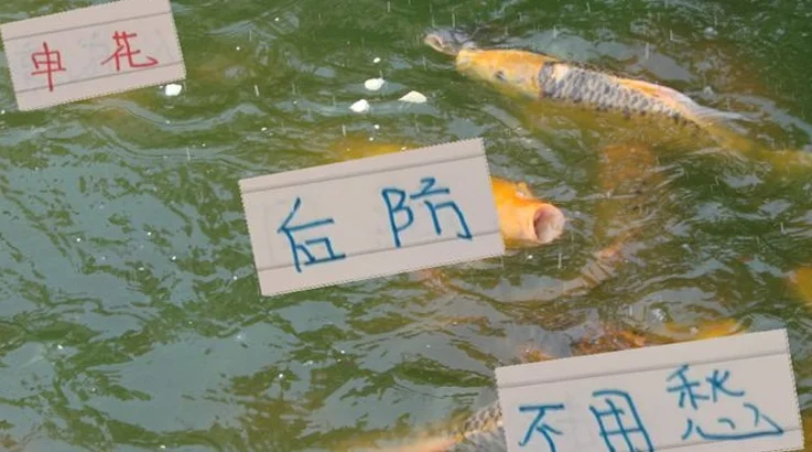 陈晋一应该是吴承瑛以来左路第一人 金3蒋4朱5 申花后防不用愁