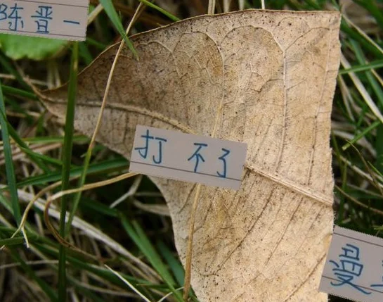 纳尼 ！申花左路第一猛将 陈晋一缺席中国香港跟曼联的热身赛