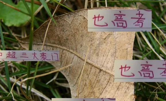 中超三大豪门6月7日也高考 海港进球最多 一口气进7个