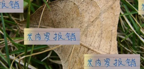 米内罗报销！申花锋线人员告急 夏窗换外援稳了！