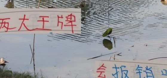 中超两大豪门可能会赛季报销两大王牌 海港是球王 申花是米内罗